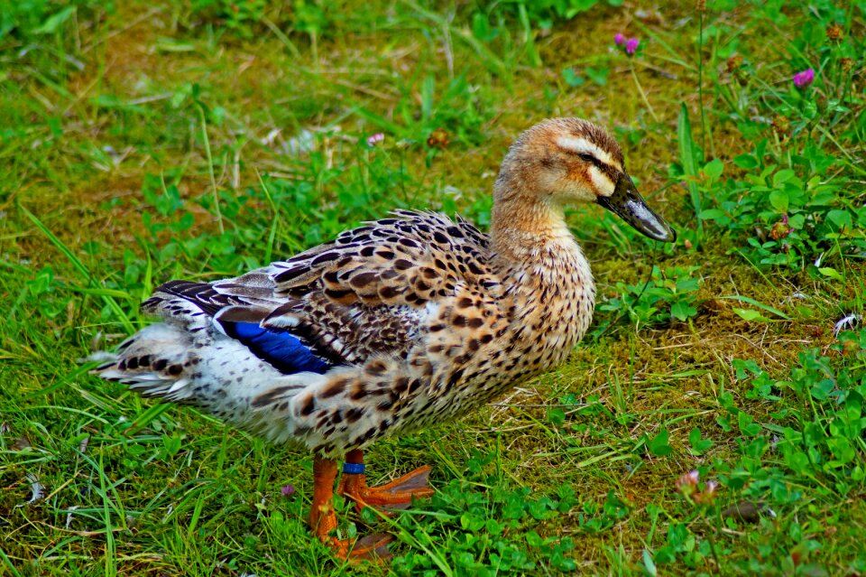 Nature bill poultry
