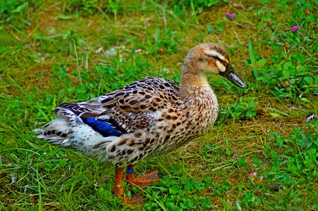 Nature bill poultry
