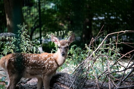 Red deer animal animal world