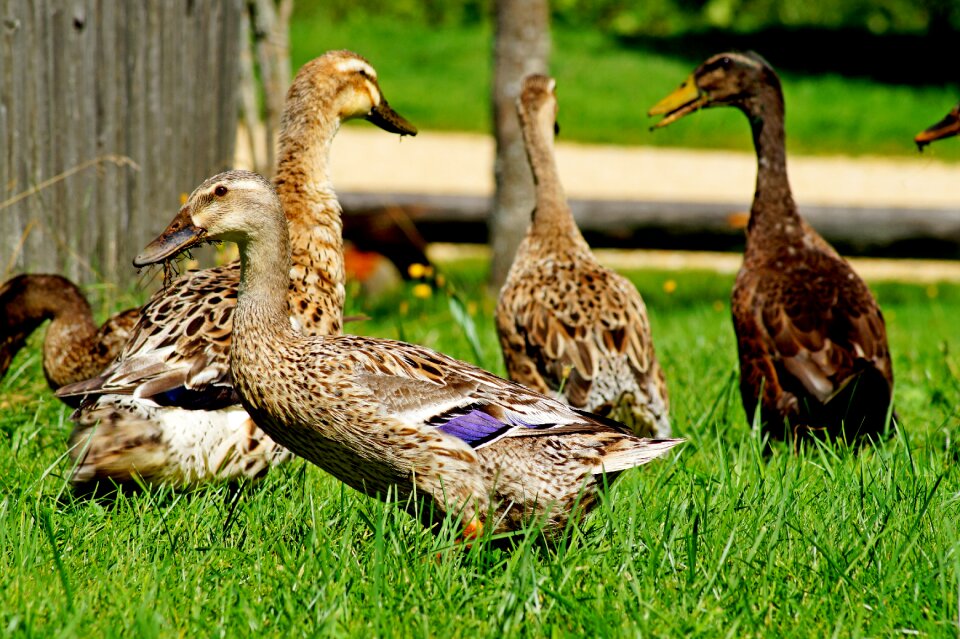 Meadow feather duck