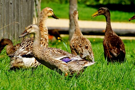 Meadow feather duck
