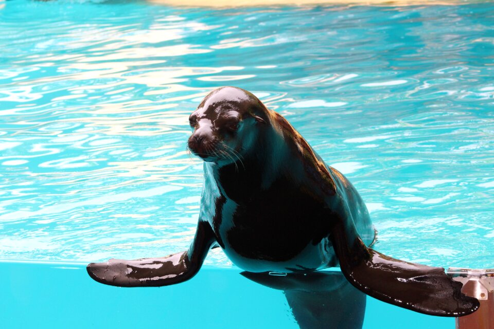 Sea mammal nature