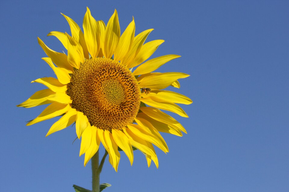 Yellow summer close up
