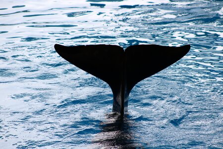 Swimming pool mammal nature