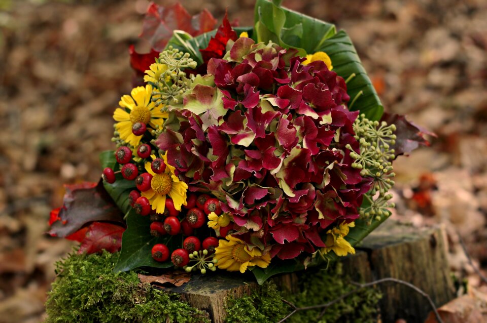 Tree stump floristry flora