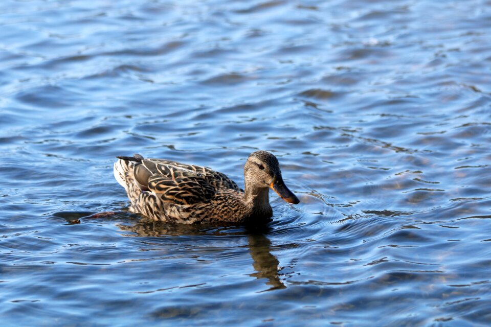 Pond nature water bird