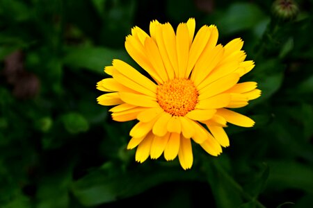 Yellow flower nature garden