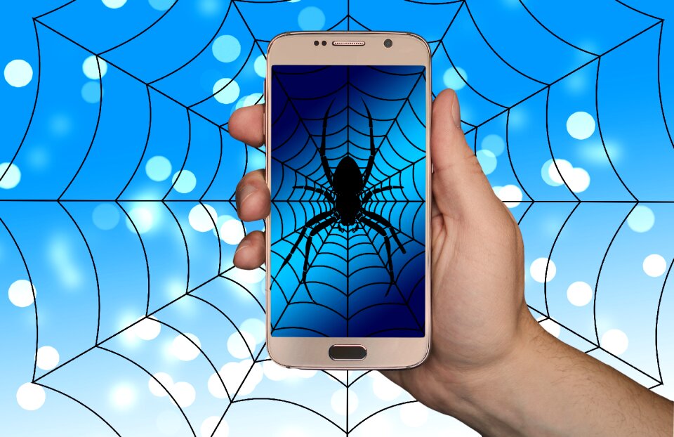 Cobweb spider internet