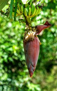 Growing bananas food
