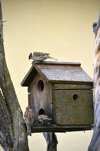 Nature small ornithology photo