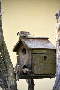Nature small ornithology