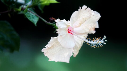 Great elegant flora