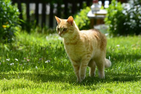 Kitten feline kitty