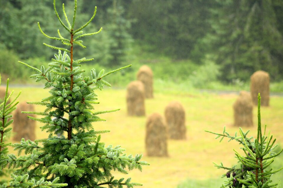 Dry grass stacks of hay landscape