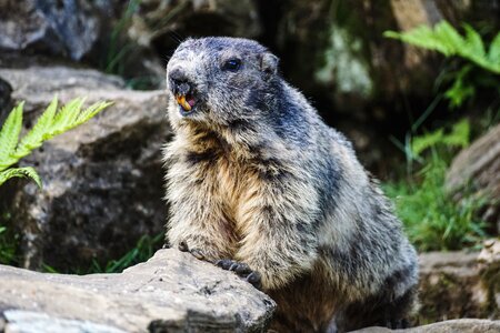 Alpine animal animal world