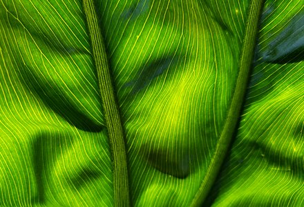 Grow green life