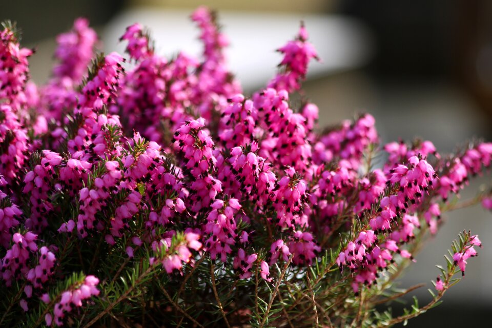 Heather red flowering plant