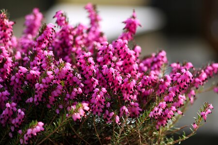 Heather red flowering plant photo