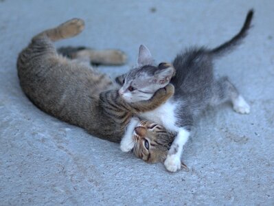 Animals cute fun