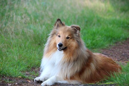 Shelties dogs shetland sheep dog