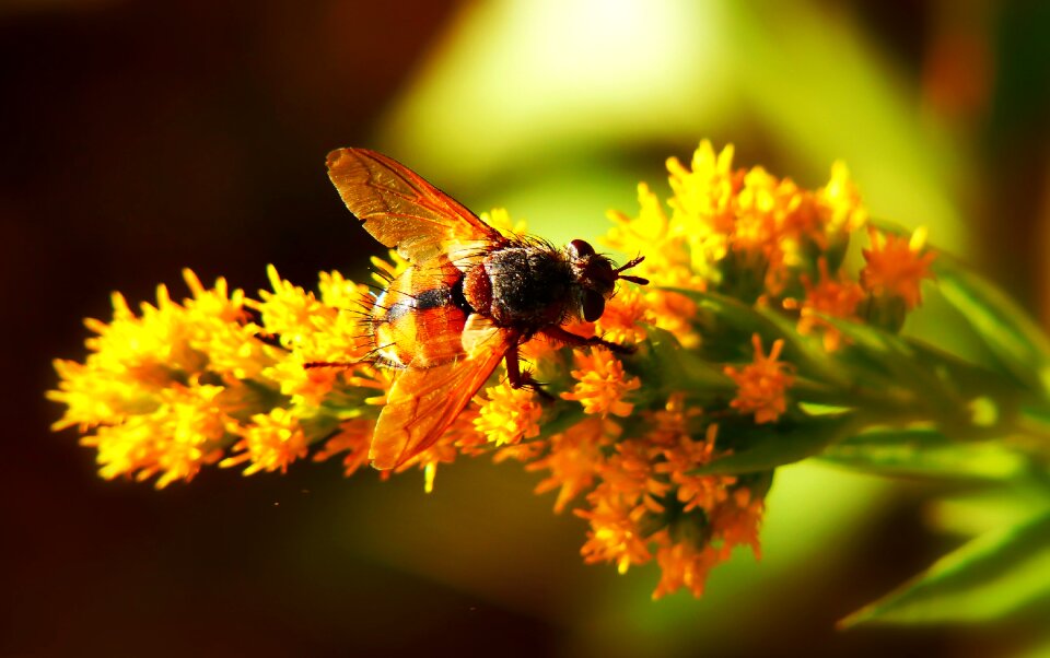 Flower animals nature