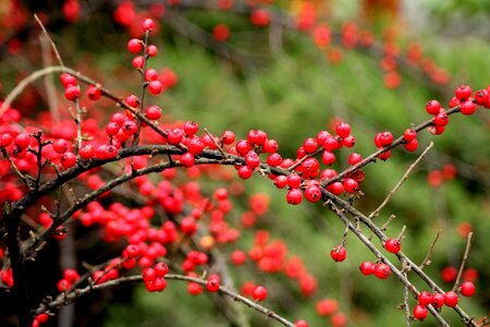 Red balls small-leaved red photo