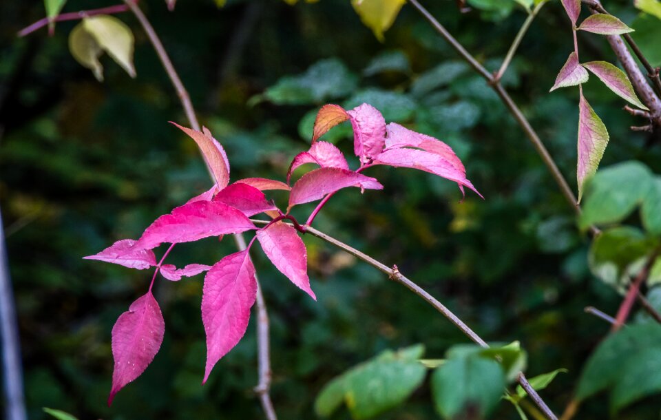 Landscape leaves autumn