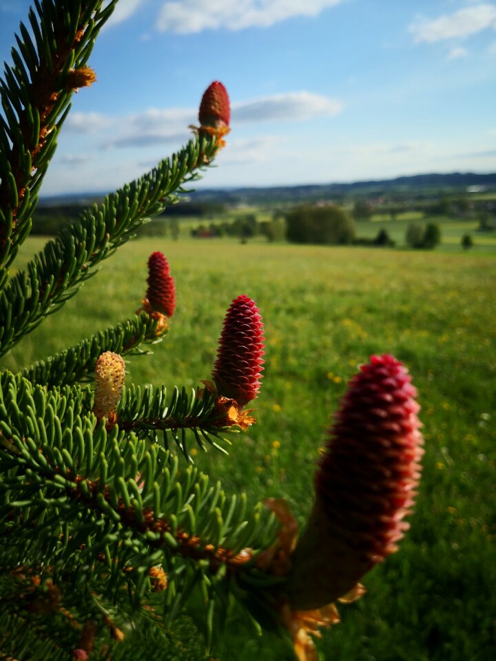 Conifer nature pine