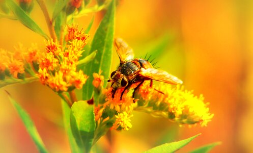 Flower animals nature