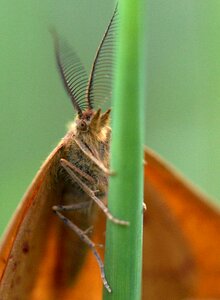 Insect grass wing