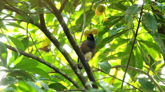 Myna india black photo