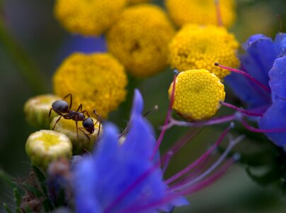 Blue insecta nature