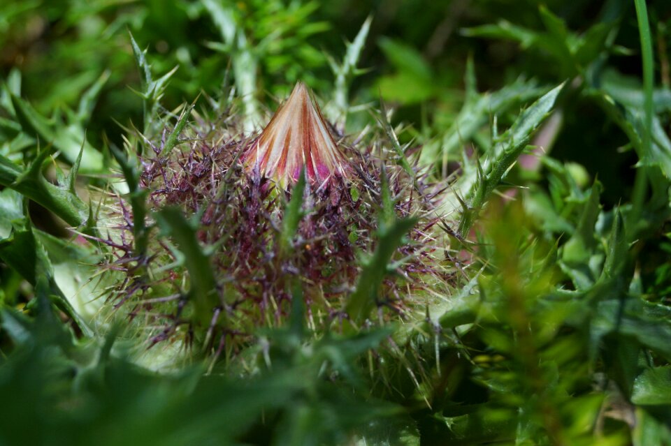 Flower prickly nature