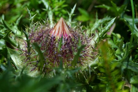 Flower prickly nature