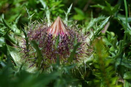 Flower prickly nature photo