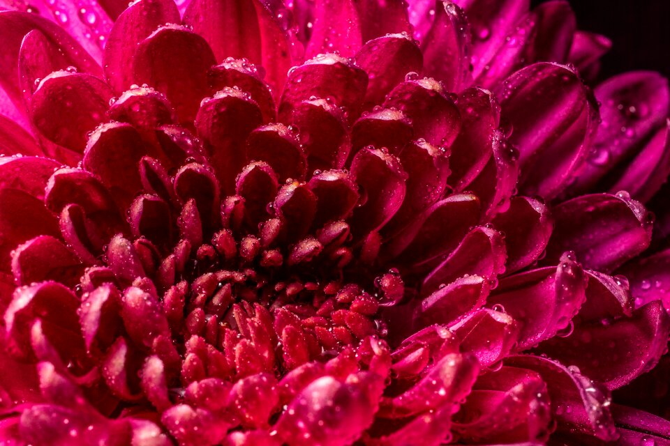 Blossom bloom plant