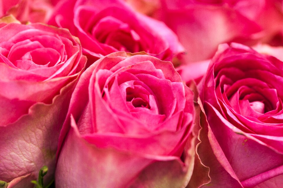 Bouquet detail flower