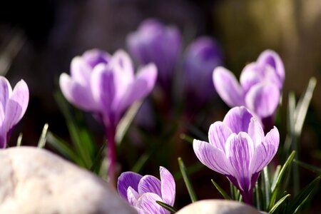 Vernal garden flowers