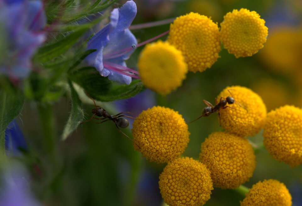 Blue insecta nature