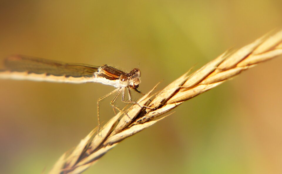 Insect animals nature