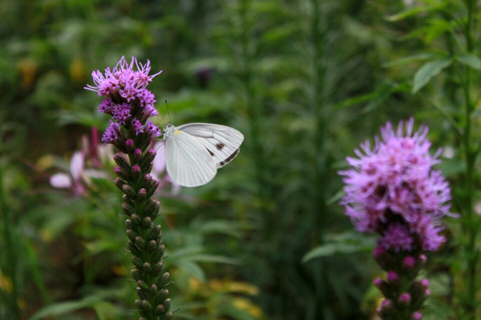 Insects plants wildflower