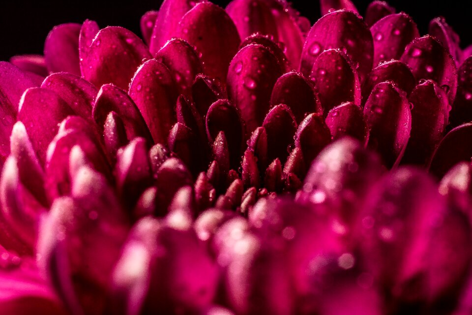 Nature close up beaded