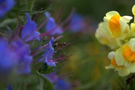 Blue insecta nature