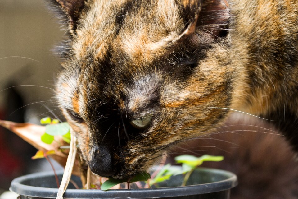 Portrait fur feline