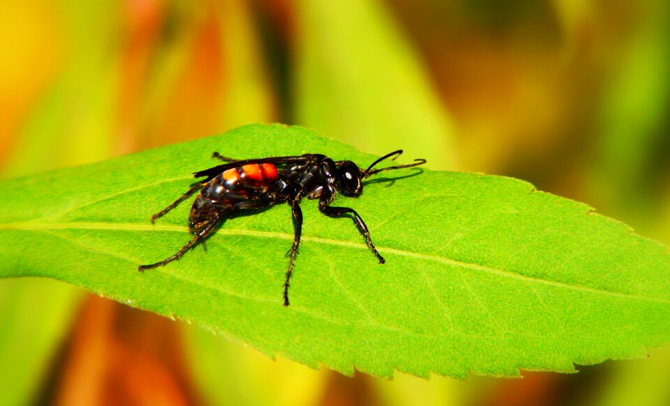 Leaf antennae osowate