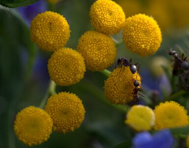 Blue insecta nature