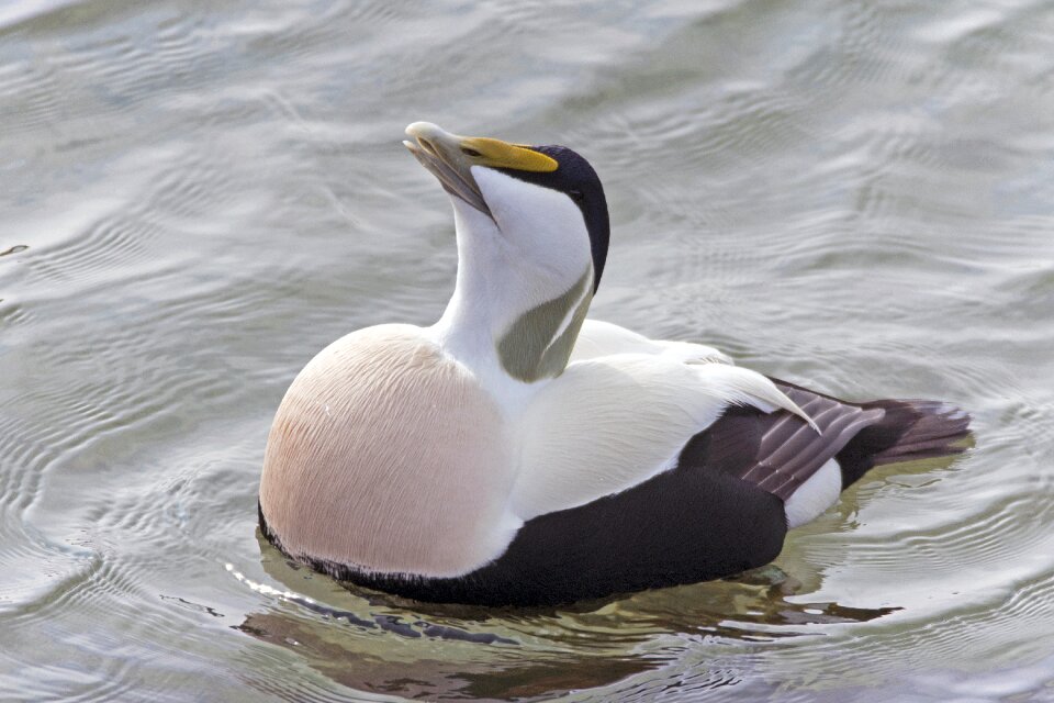 Eider drake balzend duck helgoland