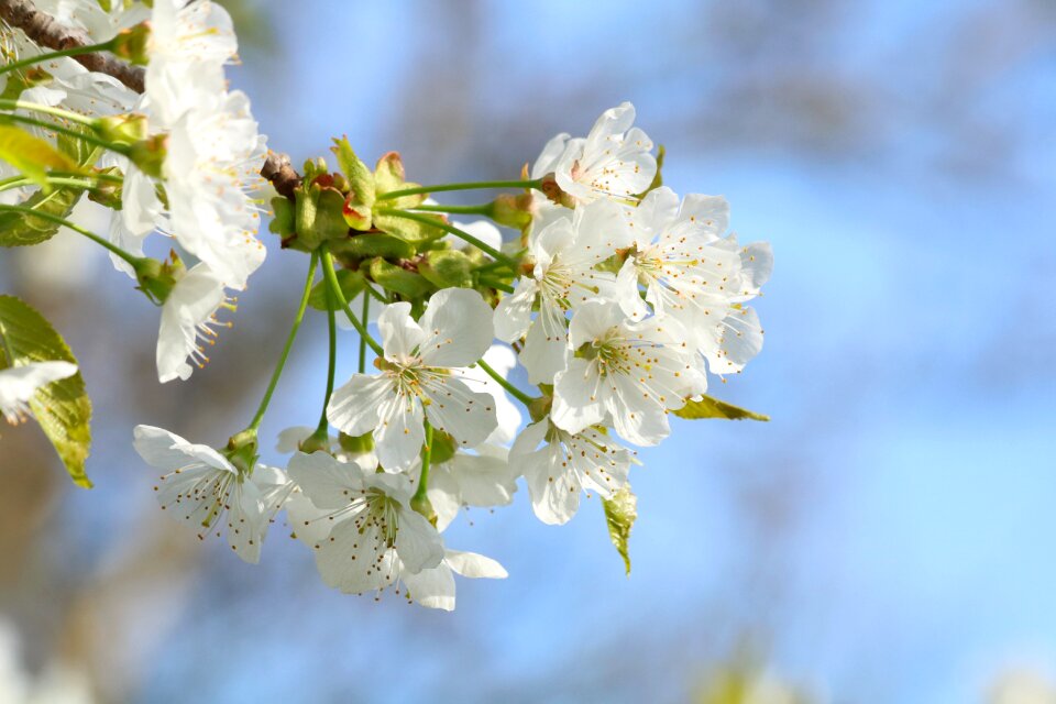 White flowers flowering spring
