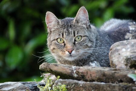 European shorthair cat cat face photo