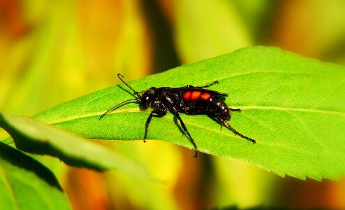 Leaf antennae osowate